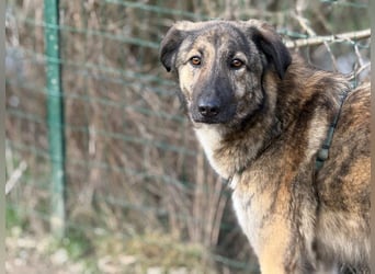 Vincent - aktiver, menschenbezogener Rüde sucht ein Zuhause