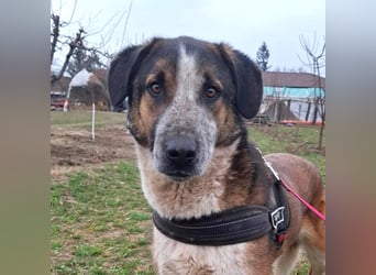 Anton - verspielter, freundlicher, katzenverträglicher junger Mischlingsrüde