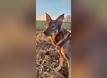 Teddy - aktiver, freundlicher Junghund sucht neues Zuhause