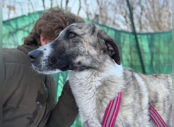 Pepe - sensibler, freundlicher, aktiver Rüde sucht Zuhause mit Garten