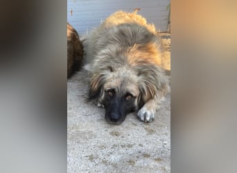 Bashful - lieber, sanfter HSH-Mischlings-Rüde aus Rumänien
