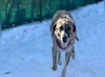 Pepe - sensibler, freundlicher, aktiver Rüde sucht Zuhause mit Garten