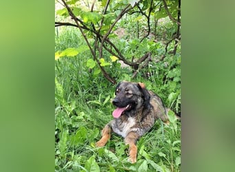 Mara - freundliche, liebe Hündin sucht ein Zuhause mit Garten