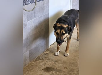 Kobe - nicht perfekter aber liebenswerter Rüde aus Spanien