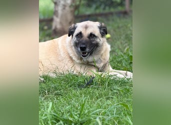 Jessica - freundliche Hündin sucht liebevolles Zuhause mit Garten