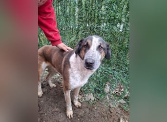 Anton - verspielter, freundlicher, katzenverträglicher junger Mischlingsrüde