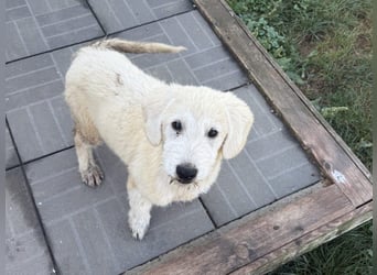 Marte - süßer Teddybär sucht sein großes Glück