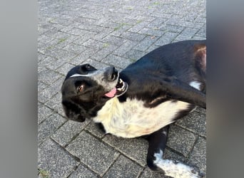 Boy - fröhlicher Rüde sucht ein neues Zuhause / auf PS in Detmold