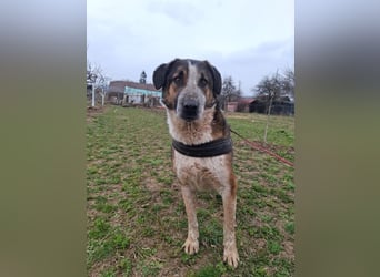 Anton - verspielter, freundlicher, katzenverträglicher junger Mischlingsrüde