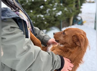 Ramiro - freundlicher, aufgeschlossener, anhänglicher junger Rüde sucht liebevolle Familie