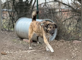 Vincent - aktiver, menschenbezogener Rüde sucht ein Zuhause