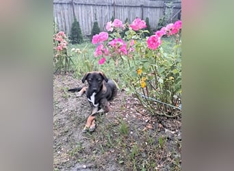 Mara - freundliche, liebe Hündin sucht ein Zuhause mit Garten