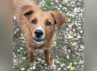 Ramiro - freundlicher, aufgeschlossener, anhänglicher junger Rüde sucht liebevolle Familie