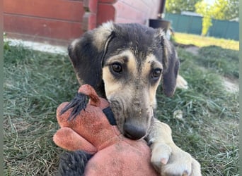 Eris- verschmustes Welpen-Mädchen sucht ihre Famile