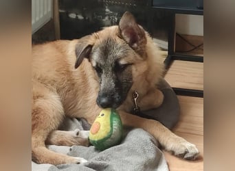 Oskar - aktiver, verspielter junger Rüde - in 21xxx Hamburg