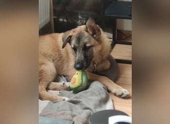 Oskar - aktiver, verspielter junger Rüde - in 21xxx Hamburg