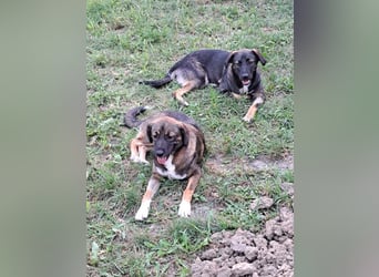 Magda - freundliche, liebe Hündin sucht Zuhause mit Garten