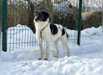 Buddy - freundlicher, zurückhaltender Rüde sucht ein Zuhause