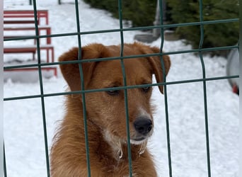 Ramiro - freundlicher, aufgeschlossener, anhänglicher junger Rüde sucht liebevolle Familie