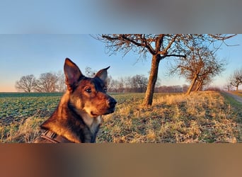 Teddy - aktiver, freundlicher Junghund sucht neues Zuhause