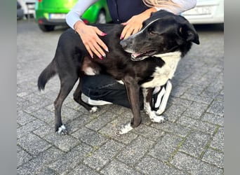 Boy - fröhlicher Rüde sucht ein neues Zuhause / auf PS in Detmold