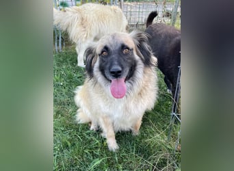 Bashful - lieber, sanfter HSH-Mischlings-Rüde aus Rumänien