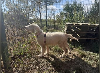 Marte - süßer Teddybär sucht sein großes Glück