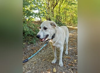 Shrek - aktiver, freundlicher HSH-Mix Rüde sucht Zuhause mit Garten