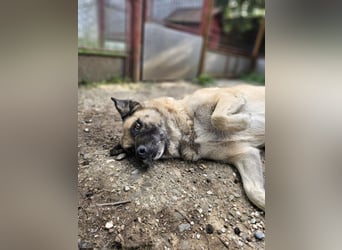 Jessica - freundliche Hündin sucht liebevolles Zuhause mit Garten