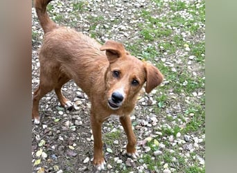 Ramiro - freundlicher, aufgeschlossener, anhänglicher junger Rüde sucht liebevolle Familie