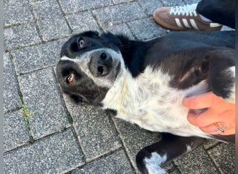 Boy - fröhlicher Rüde sucht ein neues Zuhause / auf PS in Detmold