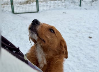 Ramiro - freundlicher, aufgeschlossener, anhänglicher junger Rüde sucht liebevolle Familie