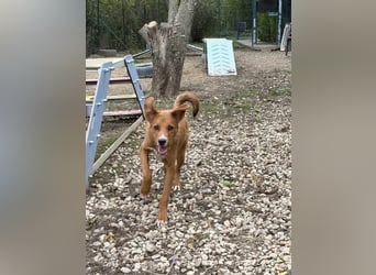 Ramiro - freundlicher, aufgeschlossener, anhänglicher junger Rüde sucht liebevolle Familie