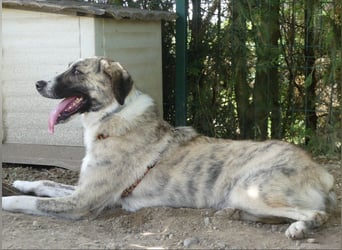 Pepe - sensibler, freundlicher, aktiver Rüde sucht Zuhause mit Garten