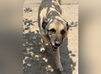 Jessica - freundliche Hündin sucht liebevolles Zuhause mit Garten