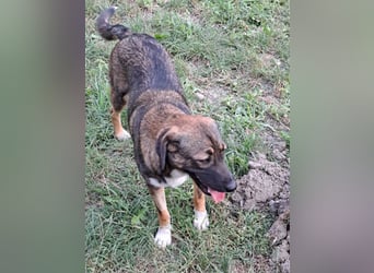 Magda - freundliche, liebe Hündin sucht Zuhause mit Garten