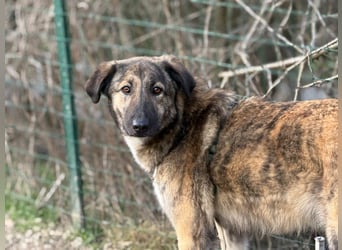 Vincent - aktiver, menschenbezogener Rüde sucht ein Zuhause