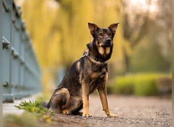 Teddy - aktiver, freundlicher Junghund sucht neues Zuhause
