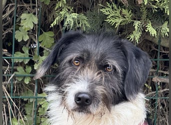 Buddy - freundlicher, zurückhaltender Rüde sucht ein Zuhause