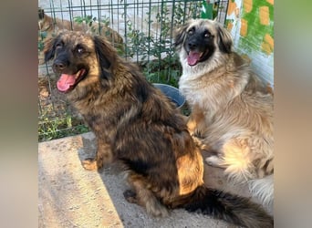 Bashful - lieber, sanfter HSH-Mischlings-Rüde aus Rumänien