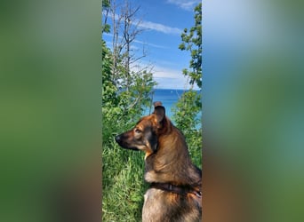 Teddy - aktiver, freundlicher Junghund sucht neues Zuhause