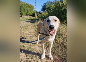 Shrek - aktiver, freundlicher HSH-Mix Rüde sucht Zuhause mit Garten