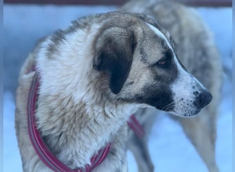 Pepe - sensibler, freundlicher, aktiver Rüde sucht Zuhause mit Garten
