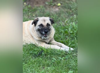 Jessica - freundliche Hündin sucht liebevolles Zuhause mit Garten