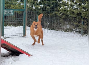 Ramiro - freundlicher, aufgeschlossener, anhänglicher junger Rüde sucht liebevolle Familie