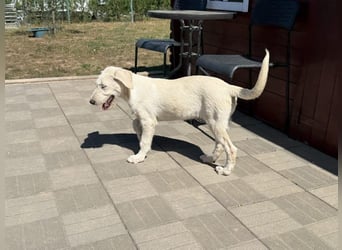 Giove - kleiner Eisbär sucht sein Zuhause
