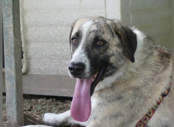 Pepe - sensibler, freundlicher, aktiver Rüde sucht Zuhause mit Garten