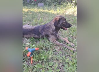 Mara - freundliche, liebe Hündin sucht ein Zuhause mit Garten