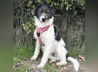 Buddy - freundlicher, zurückhaltender Rüde sucht ein Zuhause