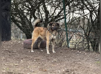 Vincent - aktiver, menschenbezogener Rüde sucht ein Zuhause